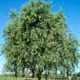 Thumbnail picture of Corkscrew Willow (Salix matsudana 'Tortuosa').  Select for larger images and more information.