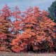 Thumbnail picture of Sassafras (Sassafras albidum) trees in fall color  Select for larger images and more information.