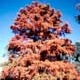 Thumbnail picture of Baldcypress (Taxodium distichum) tree in fall color  Select for larger images and information.