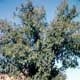 Thumbnail picture or Winged Elm (Ulmus alata) tree.  Select for larger images and more information.