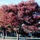Thumbnail picture of Zelkova (Zelkova serrata) trees in maroon fall color  Select for larger images and more information.