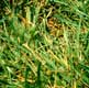 Thumbnail picture closeup of Tall Fescue (Festuca arundinacea) in lawn.  Select for larger image and more information.
