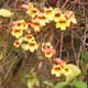 Thumbnail picture of Crossvine (Bignonia capreolata) yellow-orange flowers  Select for larger images and more information.