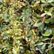 Thumbnail picture closeup of Creeping Fig (Ficus pumila) juvenile and adult leaves  Select for larger images and more information.