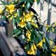 Thumbnail picture closeup of Carolina Jasmine (Gelsemium sempervirens) yellow tubular flowers  Select for larger images and more information.