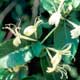 Thumbnail picture closeup of Japanese Honeysuckle (Lonicera japonica) white flowers  Select for larger images and more information.