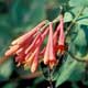 Thumbnail picture closeup of Trumpet Honeysuckle (Lonciera sempervirens)) orange tubular flowers  Select for larger images and more information.