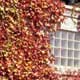 Thumbnail picture of Boston Ivy (Parthenocissus tricuspidata) in fall maroon color growing on building.  Select for larger images and more information.