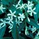 Thumbnail picture closeup of Conferderate Jasmine (Trachelospermum jasminoides) white star-shaped flowers  Select for larger images and more information.