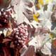 Thumbnail picture closeup of Grape (Vitis sp.) vine with reddish leaves and fruit cluster.  Select for larger image and more information.