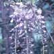 Thumbnail picture closeup of Wisteria (Wisteria sp.) purple cascading flower panicles.  Select for larger images and more information.
