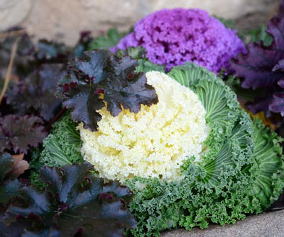 purple and dark green leafy ornamnetal kale
