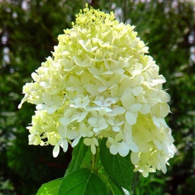 limelight hydrangea flower pale yellow with a tint of green