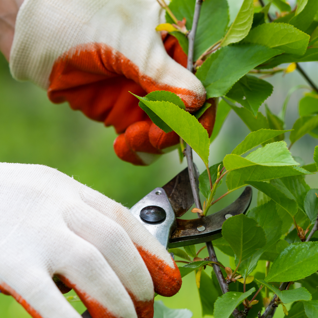 pruning