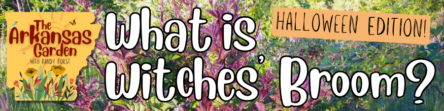 What is Witches Broom blog banner