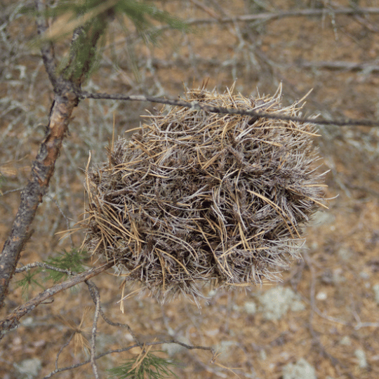 witches' broom on pine
