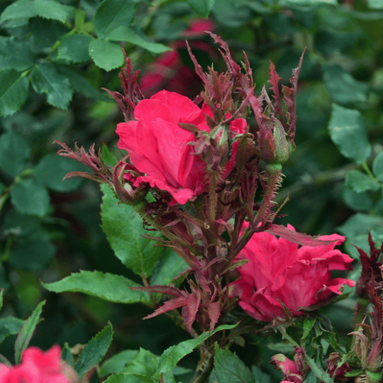 witches' broom in a rose