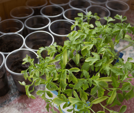 plants with small pots filled with soil