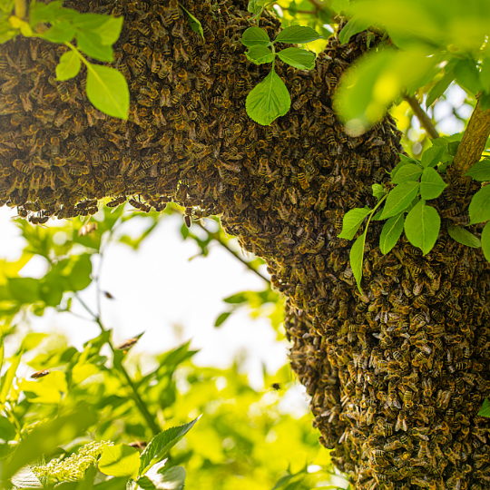 honey bee swarm