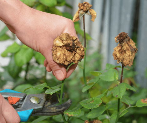 deadheading flowers