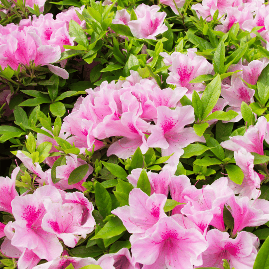 bush full of azalea flowers