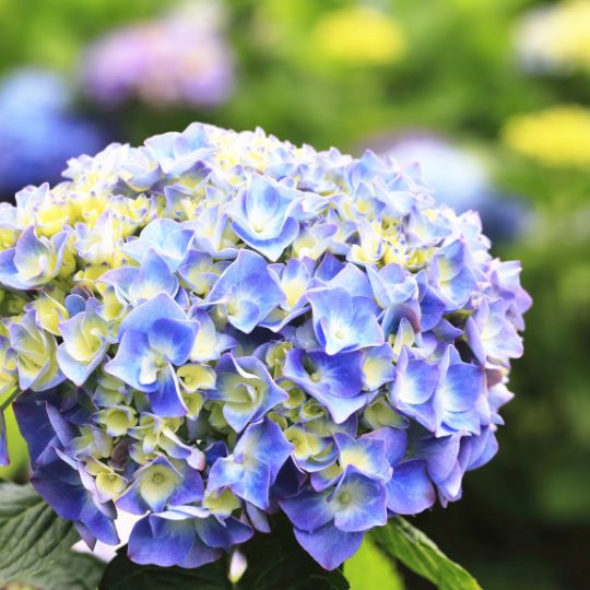 Big Leaf Hydrangea