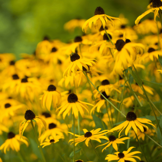 black-eyed susans