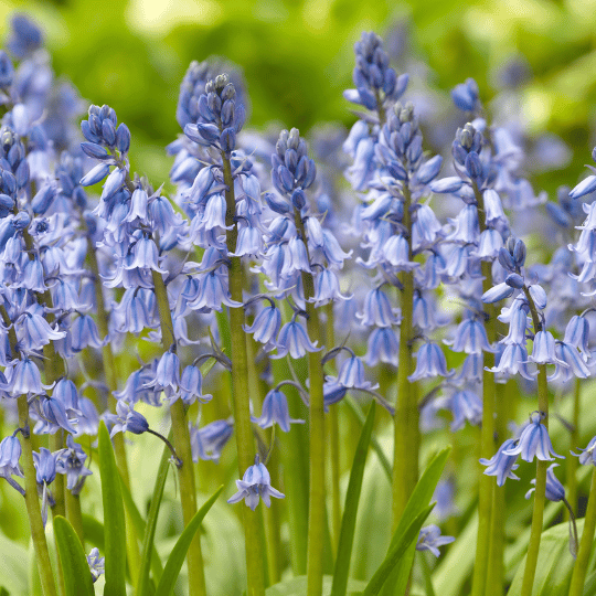 bluebell flowers