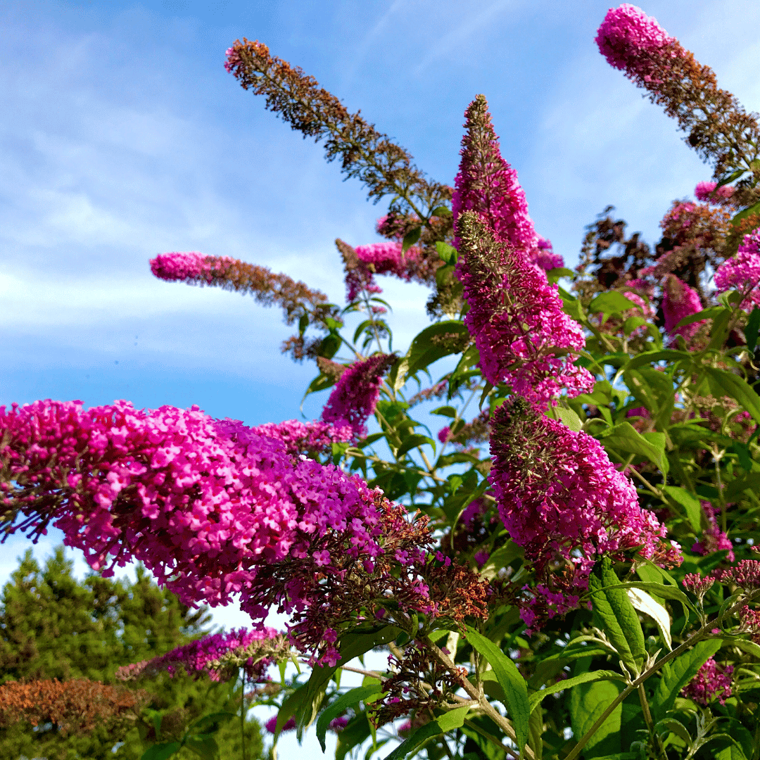 buddleia