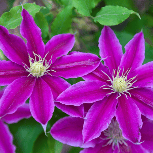 two large purple clematis flowers