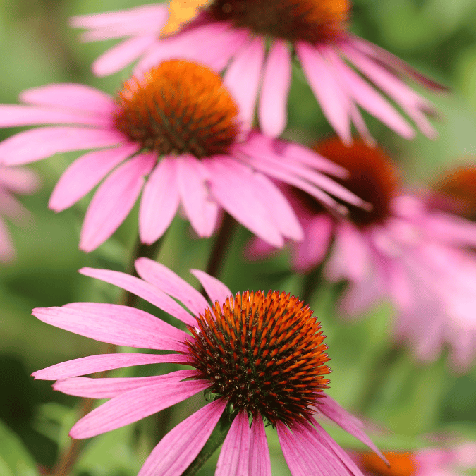 coneflower (echinacea)