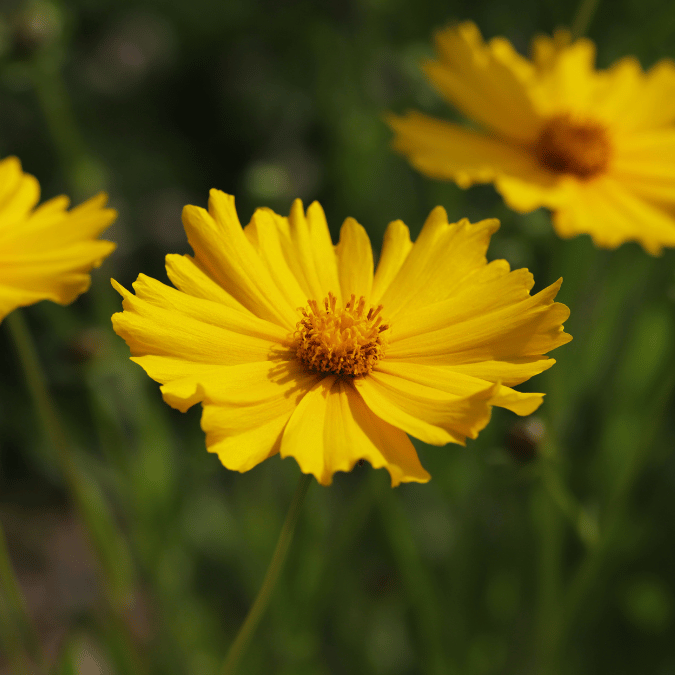 coreopsis