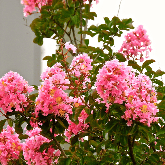 crapemyrtle in bloom