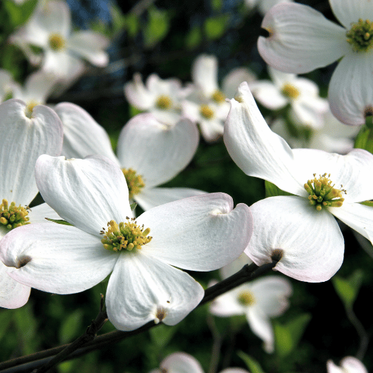 dogwood flowers