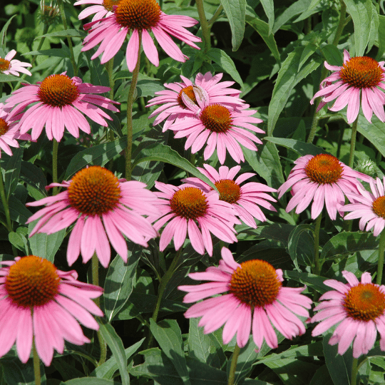 pinkish purple echinacea flowers