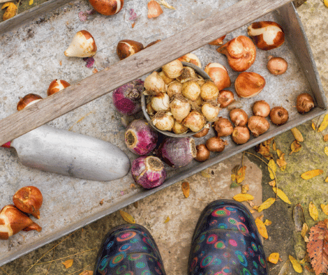 fall bulbs