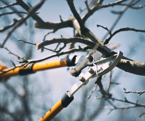 pruning nippers cutting into a tree branch
