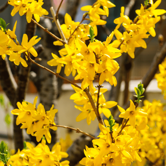 forsythia in bloom