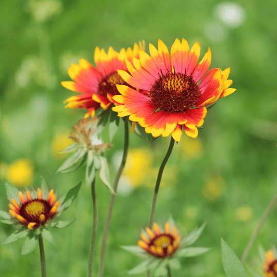 orange gaillardia flower
