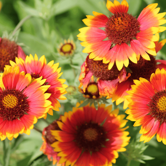 gaillardia (blanket flower)