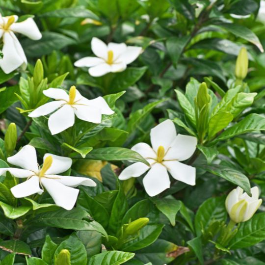 Gardenia