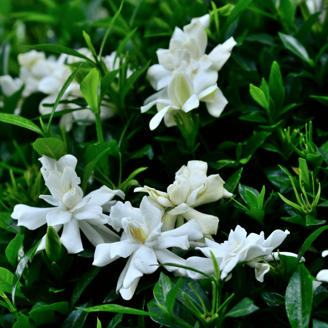 gardenia