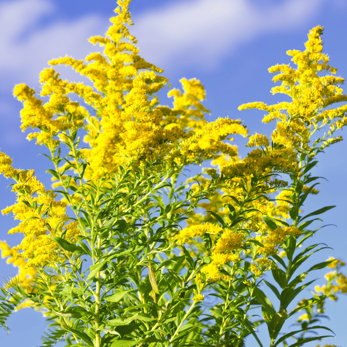 goldenrod