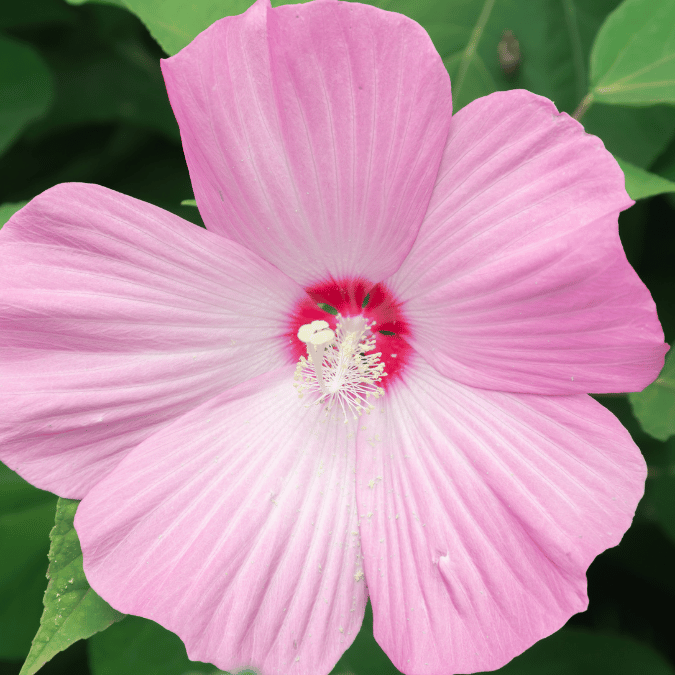 hardy hibiscus