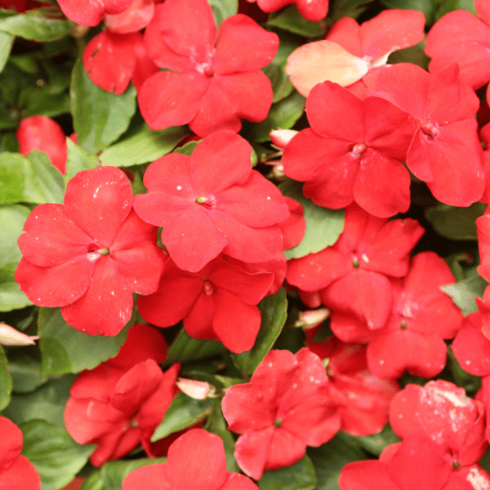 red impatiens