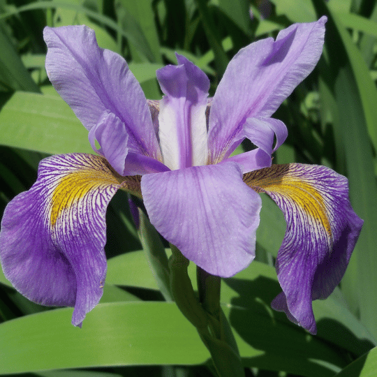 purple and yellow iris bloom