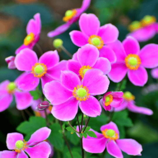 bright pink japanese anemones