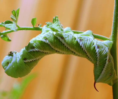 Tomato horn worm