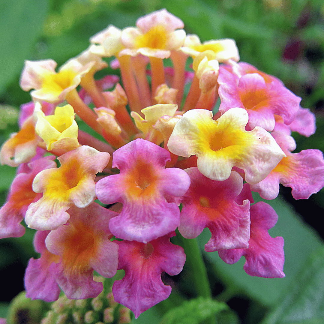 lantana