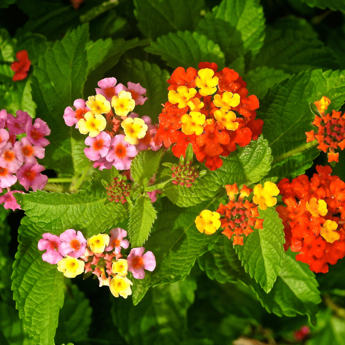 lantana